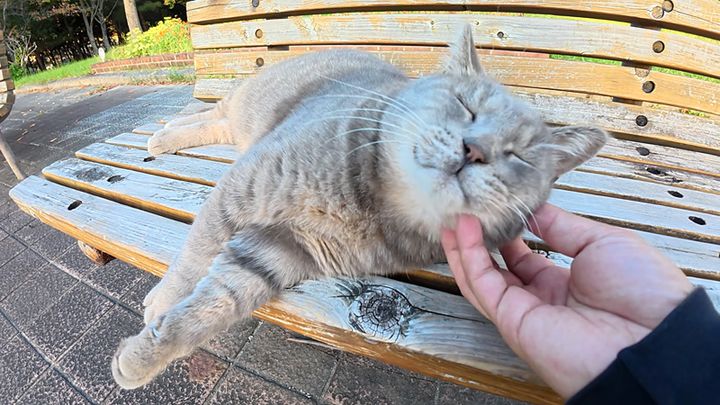 ナデナデを堪能する猫