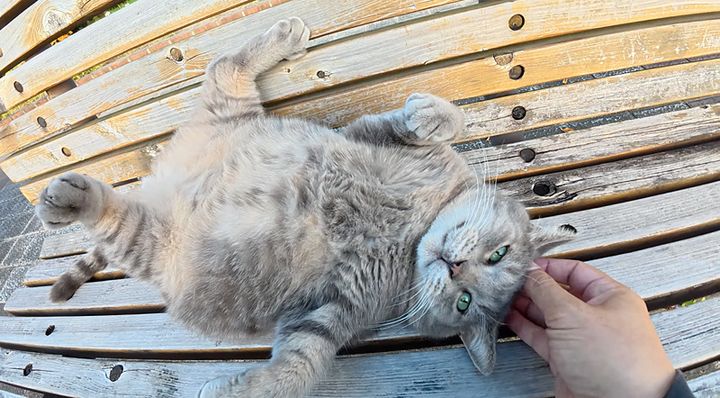 大きなお腹を見せる猫