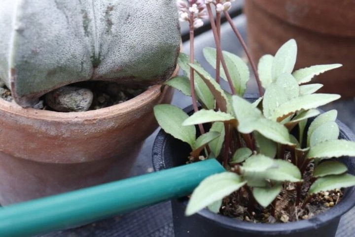 緑色の細長いノズルで小さな鉢植えの植物にピンポイントで水やりをしている様子