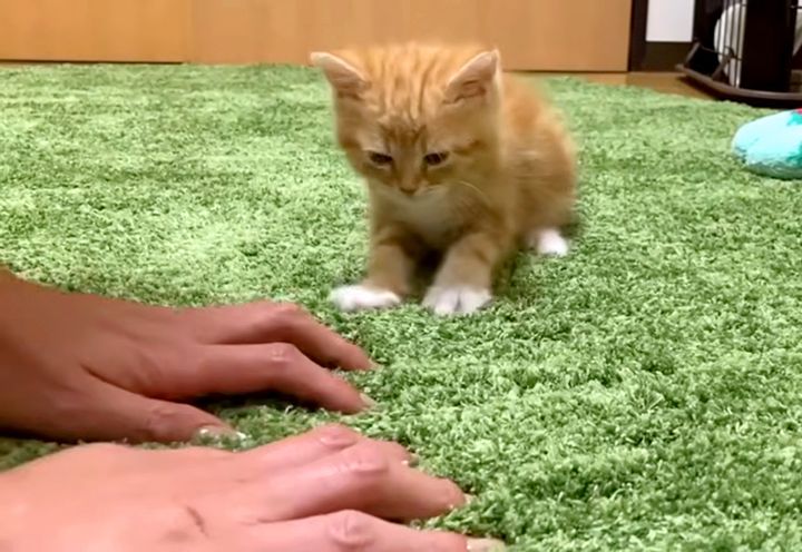 飼い主さんの真似をしてフミフミする子猫
