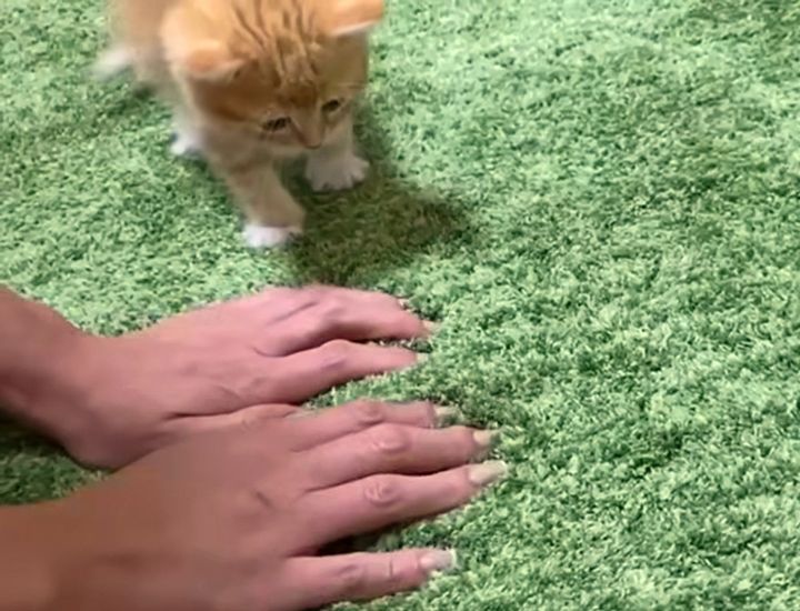 飼い主さんのフミフミを観察する子猫