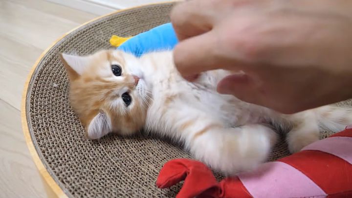 飼い主さんの手と遊ぶ子猫