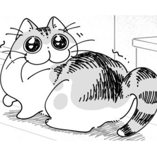 飼い主を見て目をキラキラさせる猫 画像提供：キュルZ@kyuryuZ