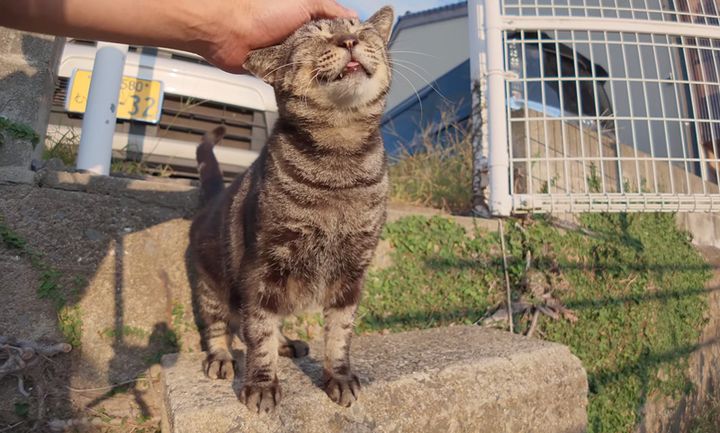 ナデナデを堪能する猫