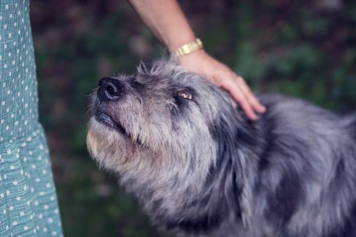 女性の手が、自然の中で犬をなでています。 ふだん飼い主が犬に触れる時は、なでながら見つめたり話しかけたりもしてしまうものです。