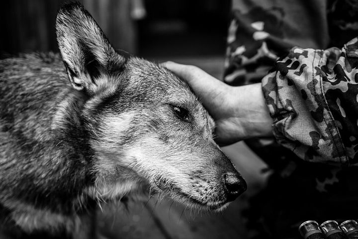 愛犬をなでた飼い主ほど「次のストレス」に体が落ち着いて反応すると判明