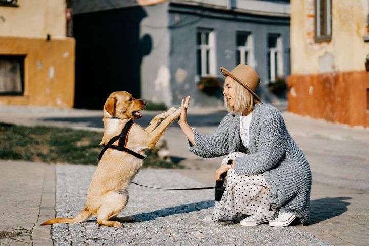 女の子と犬が、手と前足を合わせてハイタッチをしています。