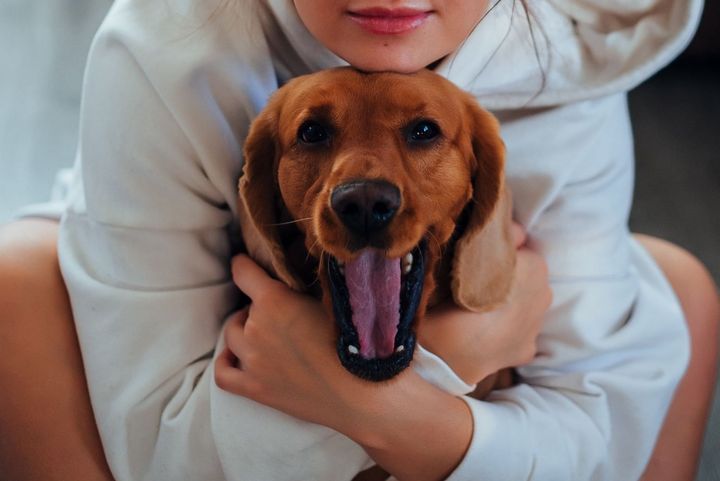 あくびをする犬を、人が両腕で抱きしめています。