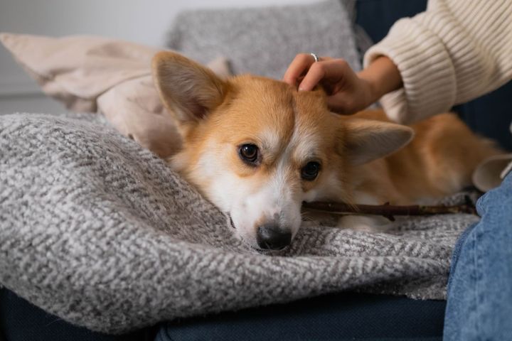 毛布の上で横になったコーギーが、飼い主の手に頭をなでられています。