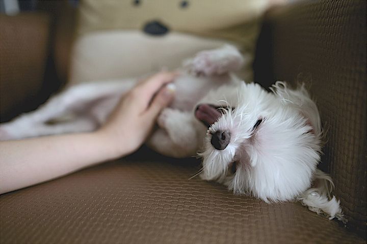 あくびをしている犬が、人の手でなでられています。