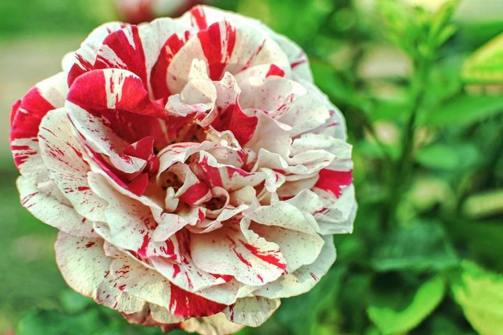 秋バラがいちばん美しい季節にやること4つ！水やり・肥料から切り花のコツまで