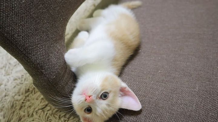 まったりする子猫