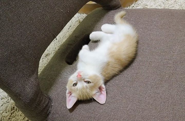 ウトウトする子猫