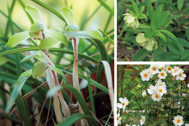雑木の庭の木陰に強い植物は？作庭家・平井孝幸さんがすすめる【宿根草・球根10選】
