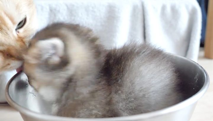 母猫にペロペロされる子猫