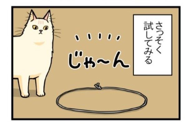 いざ、装置のセット完了！19匹の猫たちの反応は？ もちこ(@mogutchecho)