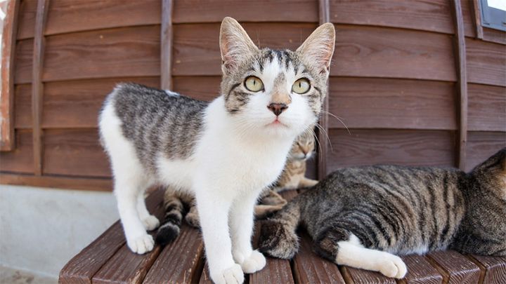 見上げる子猫