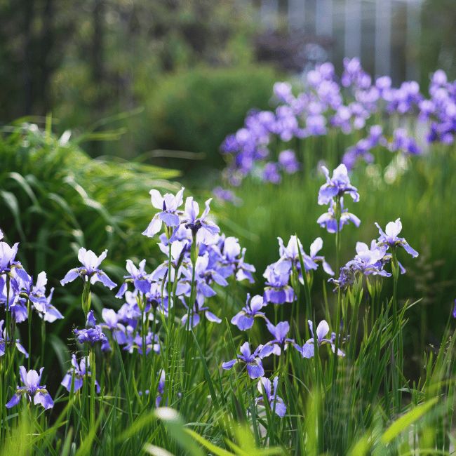 5月生まれのシンボルフラワー 菖蒲