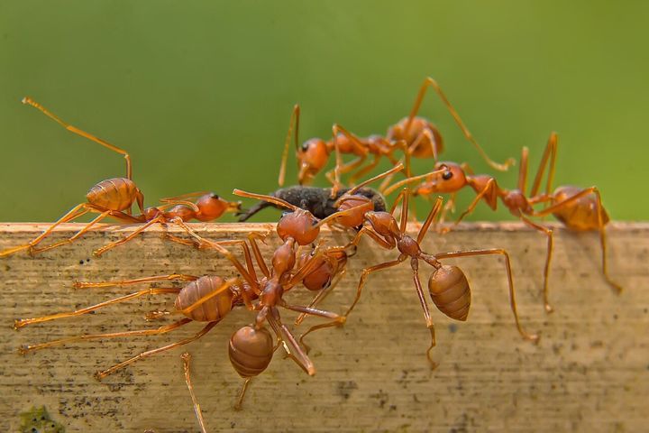 「死んだふりするアリ」、敵には毒針から糸を出して戦うと判明