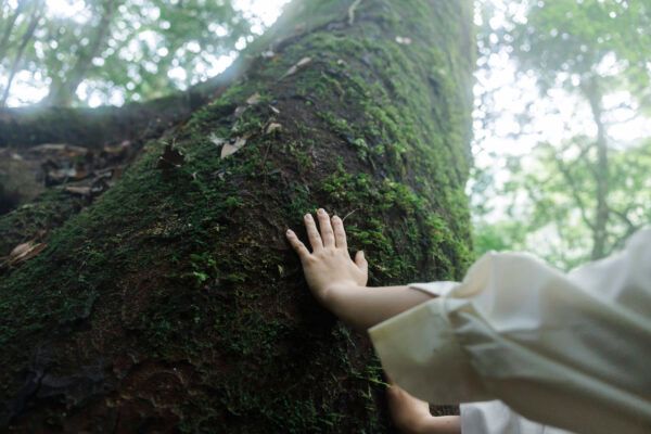 熊本県の菊池渓谷で自然の中のお茶会や薬膳朝食を体験！離れ宿で心身を整えるウエルネスツアーの予約受付開始