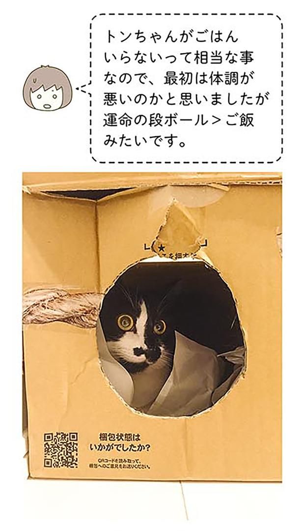 運命の段ボール＞ご飯 （C）卵山玉子／KADOKAWA