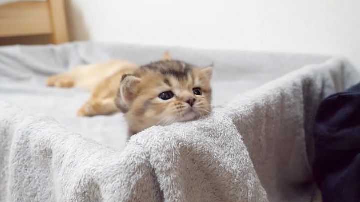 外に出たい子猫