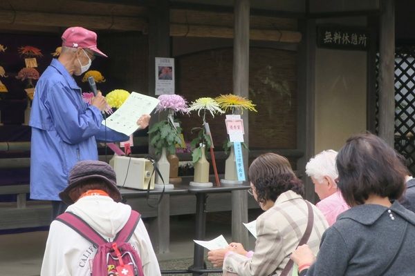 横浜市の国指定名勝・三溪園で「菊花展」開催！秋の日本庭園で個性豊かな菊花約240点を展示