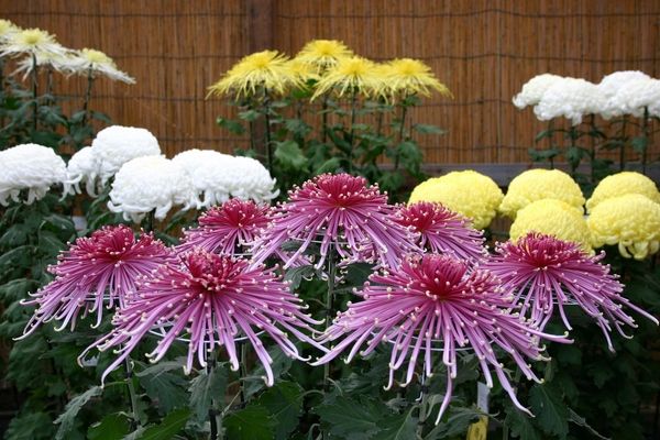 横浜市の国指定名勝・三溪園で「菊花展」開催！秋の日本庭園で個性豊かな菊花約240点を展示