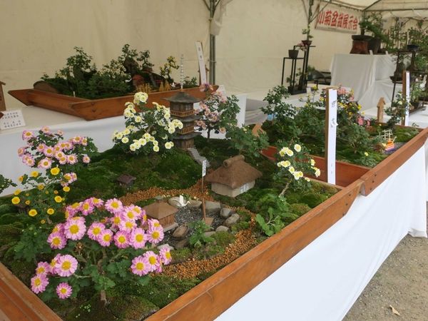 横浜市の国指定名勝・三溪園で「菊花展」開催！秋の日本庭園で個性豊かな菊花約240点を展示