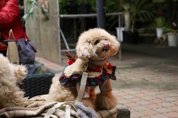 岐阜市で子どもが主役の新たな冬の風物詩「長良ファミリークリスマスマーケット」開催