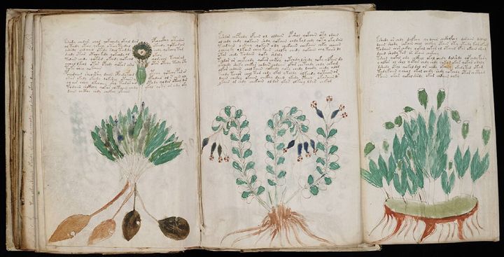 3ページ分を広げる折り込みのページで、上に文字、下に3つの植物の絵が並んでいます。