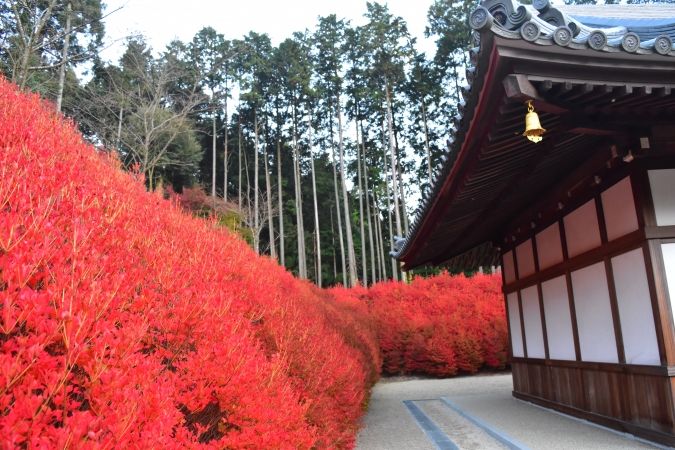 呑山観音寺紅葉