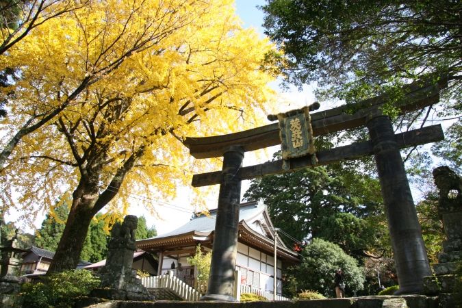 銅鳥居イチョウ