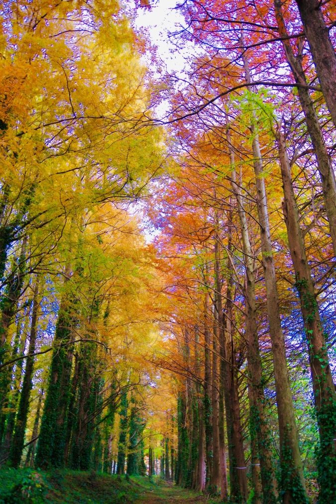 メタセの杜 紅葉