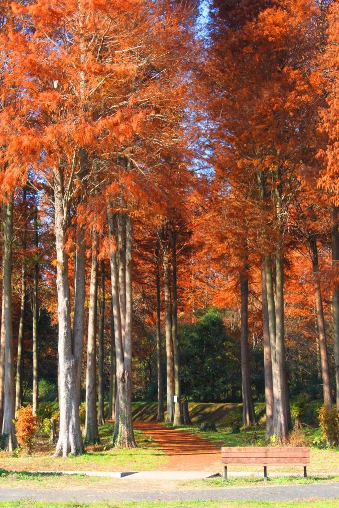 メタセの杜 紅葉