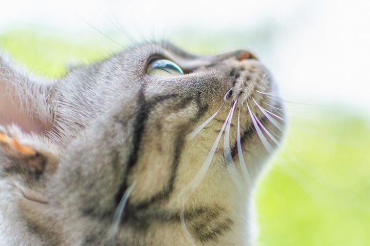 たくさん生えている猫のひげ……絶対に切らないで！