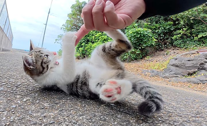 大はしゃぎする子猫