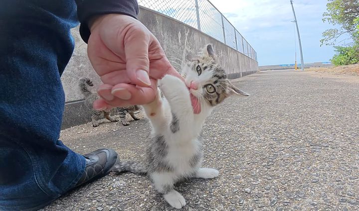 プロレスしたい子猫