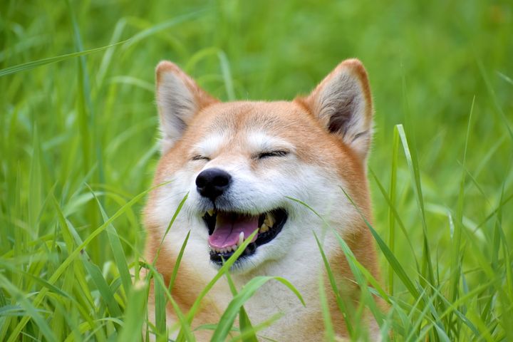 かわいーぬ