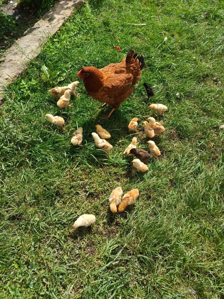 放し飼いのニワトリの親子です(実験のヒヨコではなく、別の場所で撮られた写真です)。