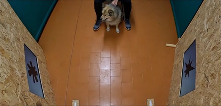 「ブーバ」が流れる中で、犬が丸い形のほうを見ている様子です(最初の実験)。この時は、飼い主にも形が見え、音も聞こえていました。