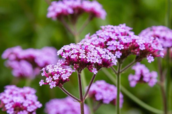 秋冬の庭に蝶を呼ぶ花【8選】アサギマダラが訪れるフジバカマから冬の花まで