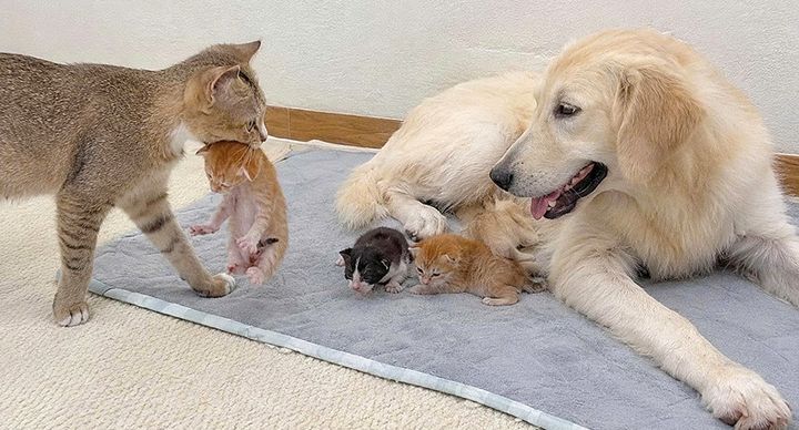 子猫を犬のところに運ぶ母猫