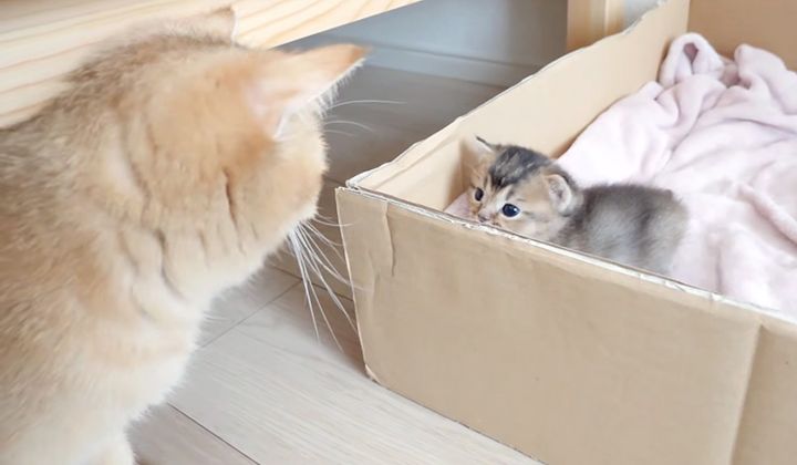外に出たい子猫