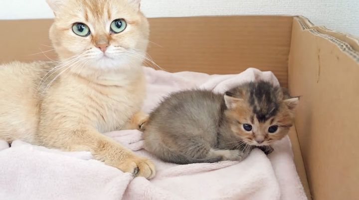 成長を続ける子猫