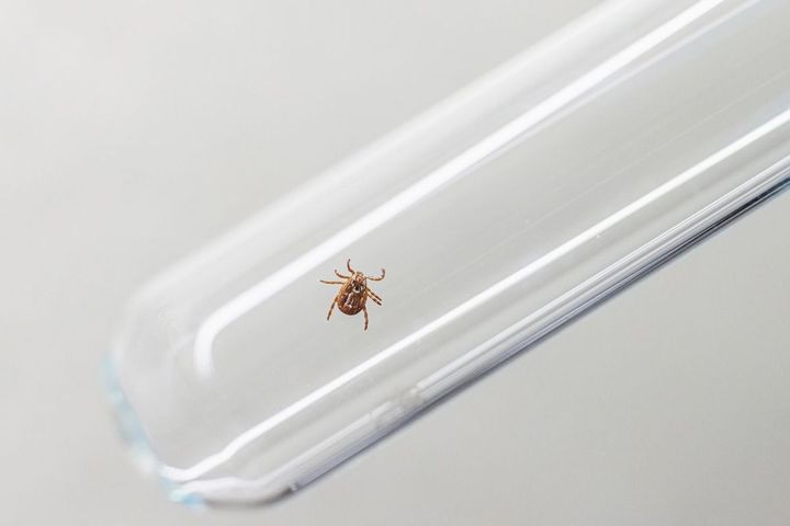 試験管の中のダニ