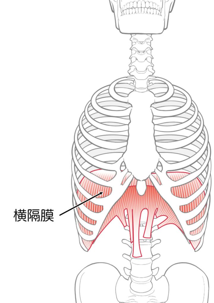 指が入らない、痛みを感じる＝横隔膜の働きが悪い状態