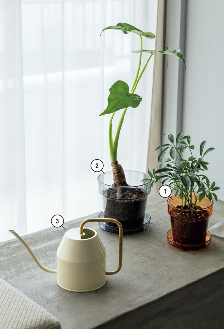 ❶みつまさんイチオシの植木鉢。「クリアカラーの鉢なんて珍しいですよね。陶器製な どと比べて軽やかな印象で、グリーンがよりスタイリッシュに見えます。鉢底の排水穴が 大きく、水はけもバッチリです」。トレイ付植木鉢（クリアアンバー）4号 ¥220 ❷トレイ付植木鉢（クリアグレー）5号 ¥330／❶❷ともにStandard Products ❸出しっぱなしでもおしゃれなじょうろ。ヴァッテンクラッセじょうろ アイボリー／ゴールドカラー ¥999／イケア