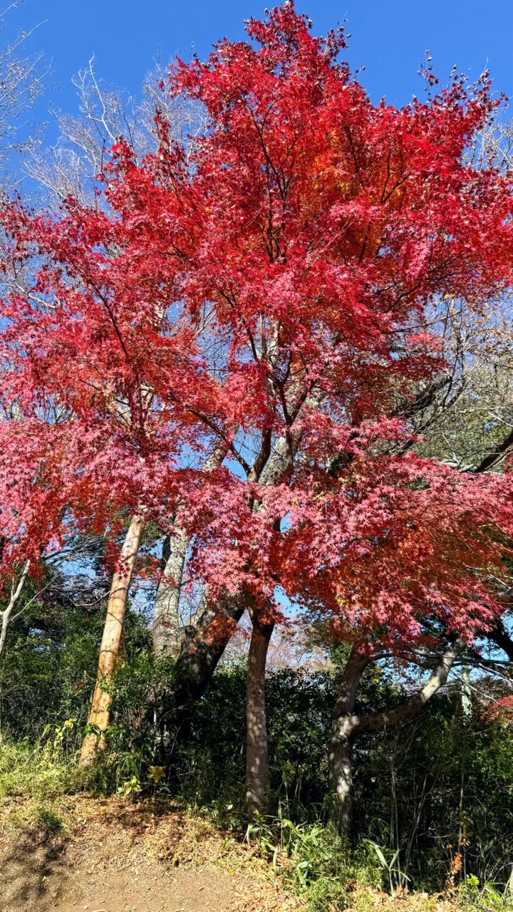 ぽつんと1本色づいた、紅葉 