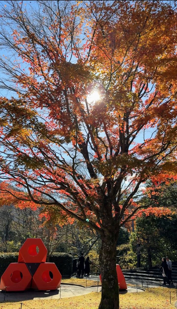 ぽつんと1本色づいた、紅葉 